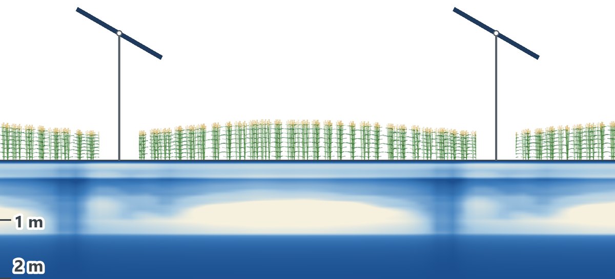 Side section of two tracker rows: soil water to 2 m depth below, modelled wheat above, shorter under the modules